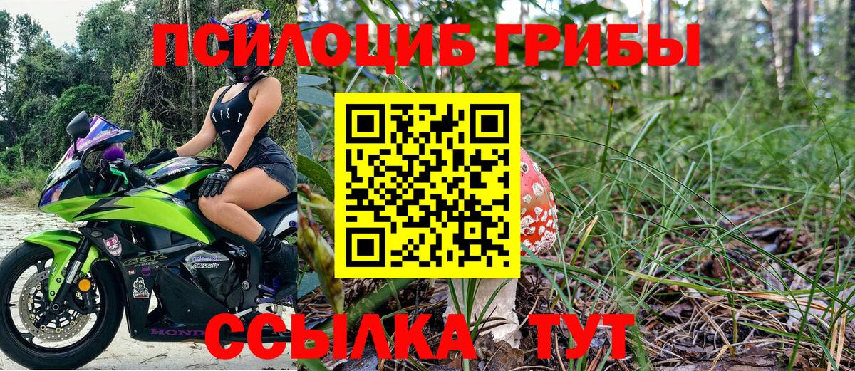 Галлюциногенные грибы Psilocybine cubensis Грозный